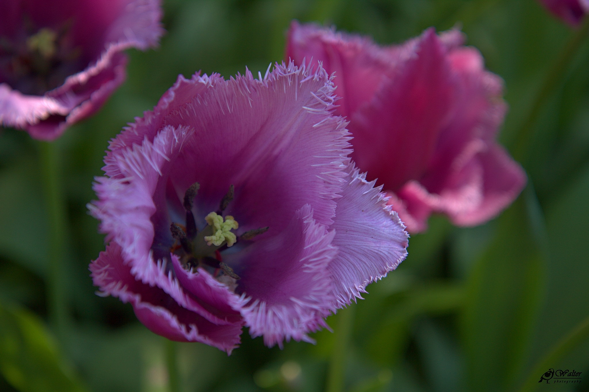 Keukenhof 2018 – Holandsko